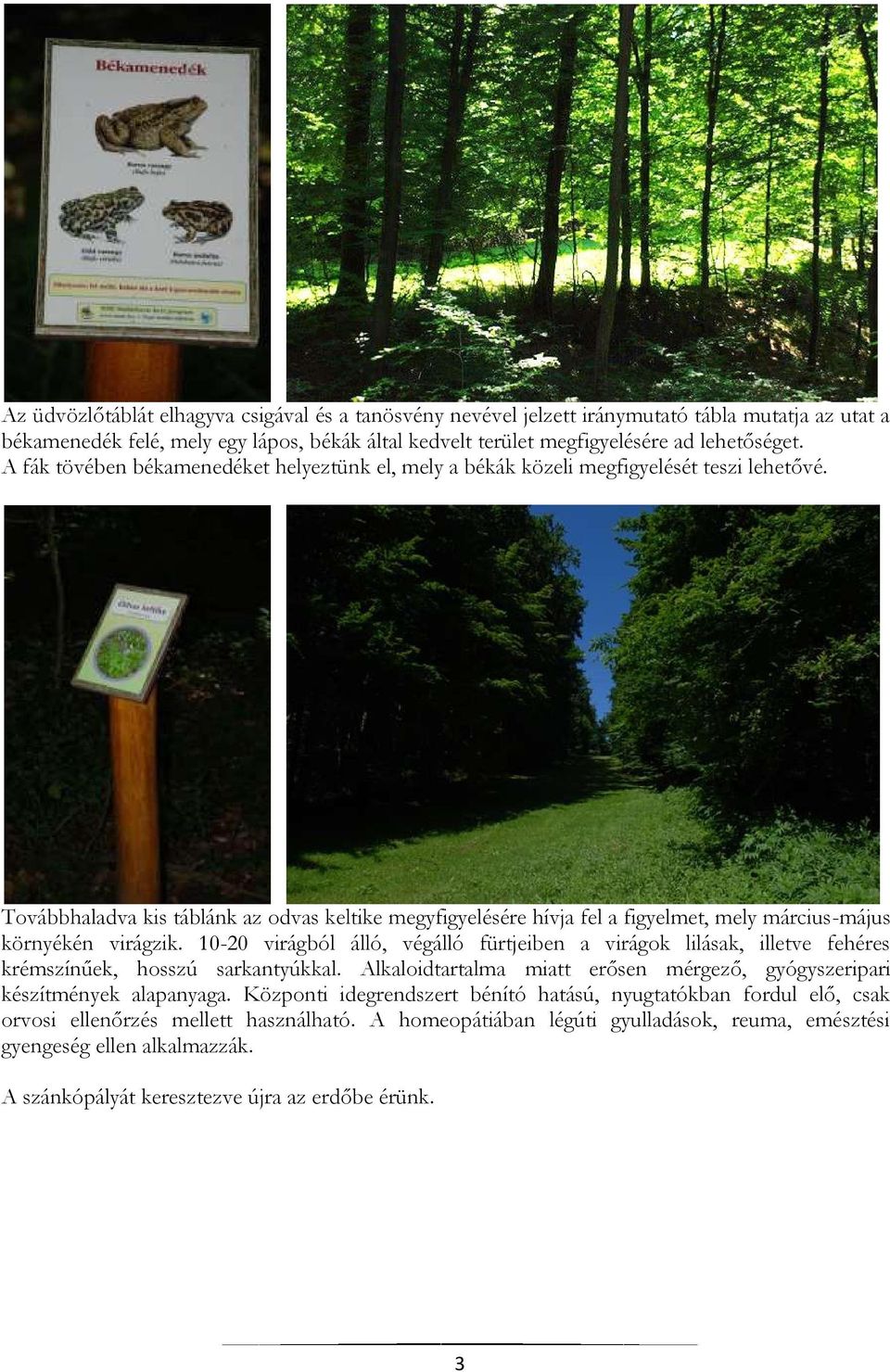 Továbbhaladva kis táblánk az odvas keltike megyfigyelésére hívja fel a figyelmet, mely március-május környékén virágzik.