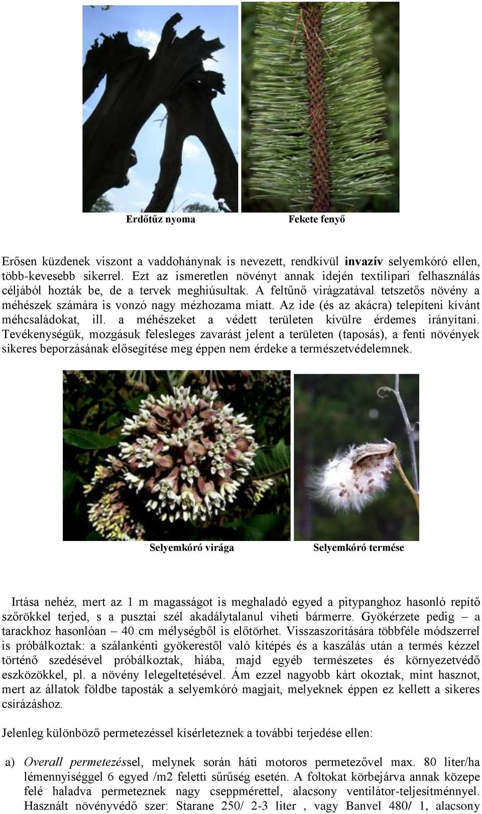 Az ide (és az akácra) telepíteni kívánt méhcsaládokat, ill. a méhészeket a védett területen kívülre érdemes irányítani.