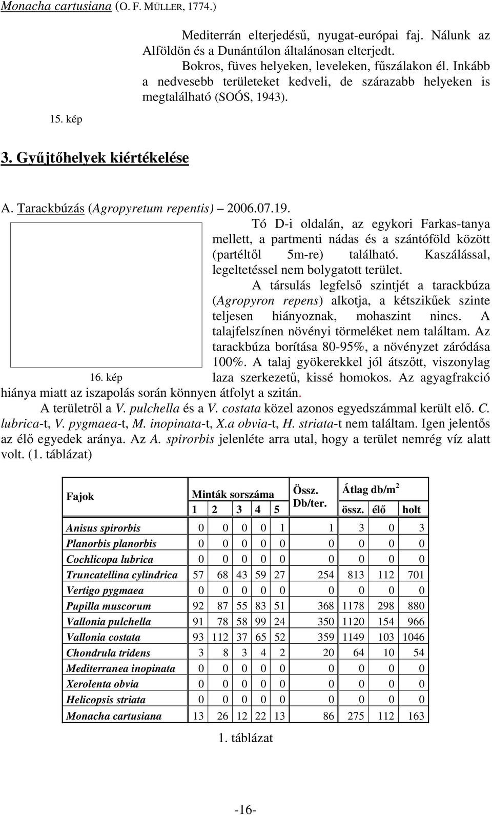 3). 3. Gyűjtőhelyek kiértékelése A. Tarackbúzás (Agropyretum repentis) 26.7.19. Tó D-i oldalán, az egykori Farkas-tanya mellett, a partmenti nádas és a szántóföld között (partéltől 5m-re) található.