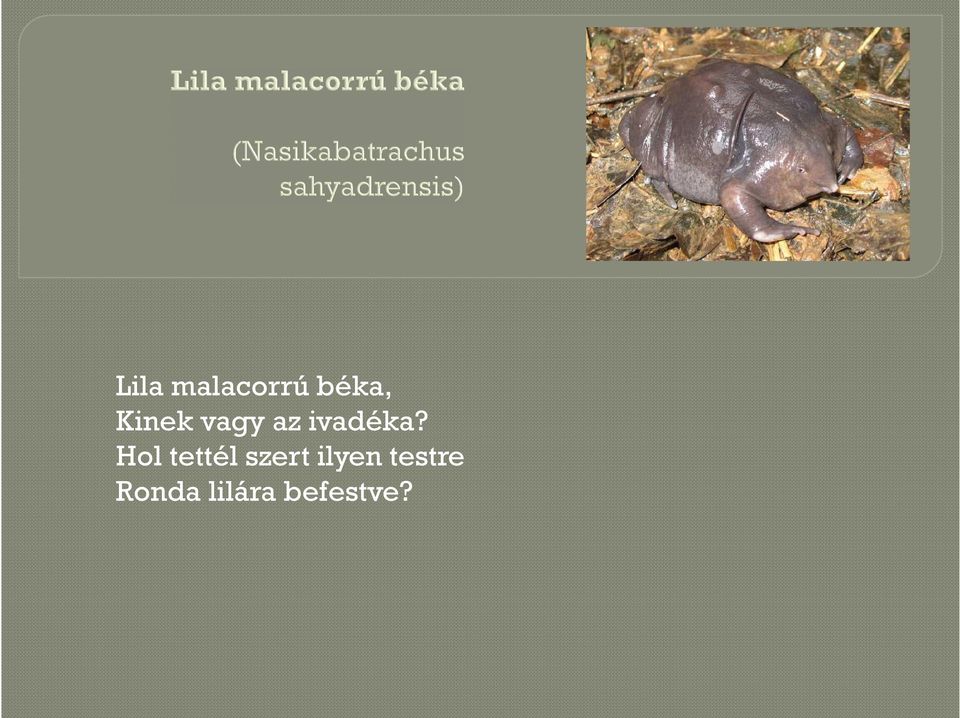 Hol tettél szert ilyen