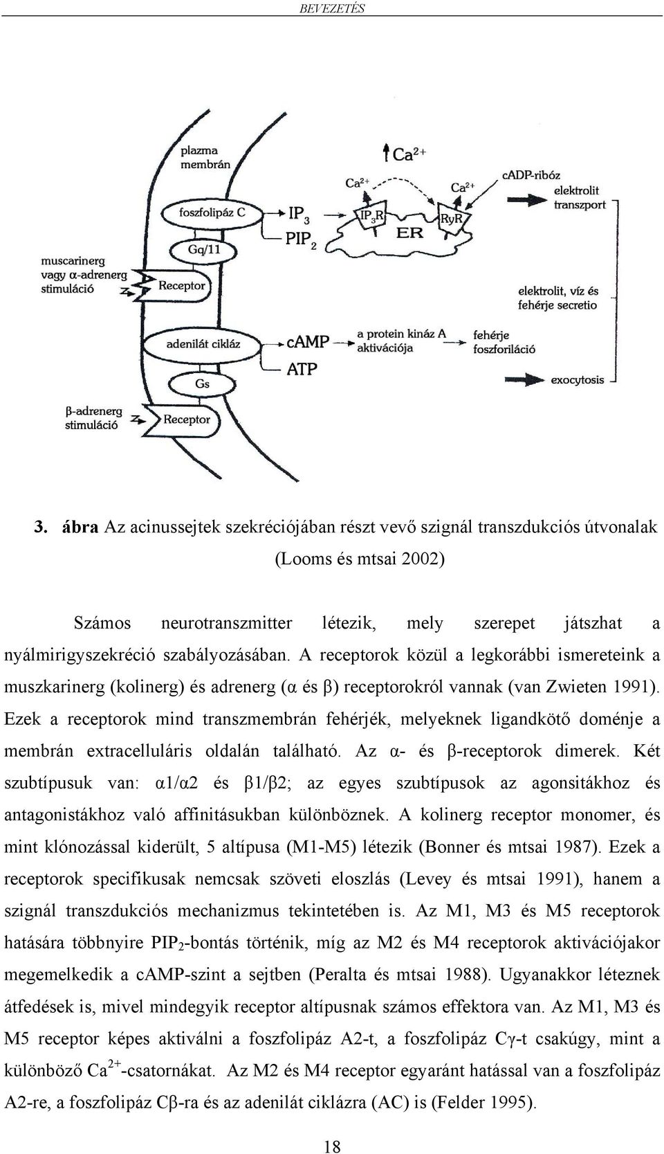 A receptorok közül a legkorábbi ismereteink a muszkarinerg (kolinerg) és adrenerg (α és β) receptorokról vannak (van Zwieten 1991).