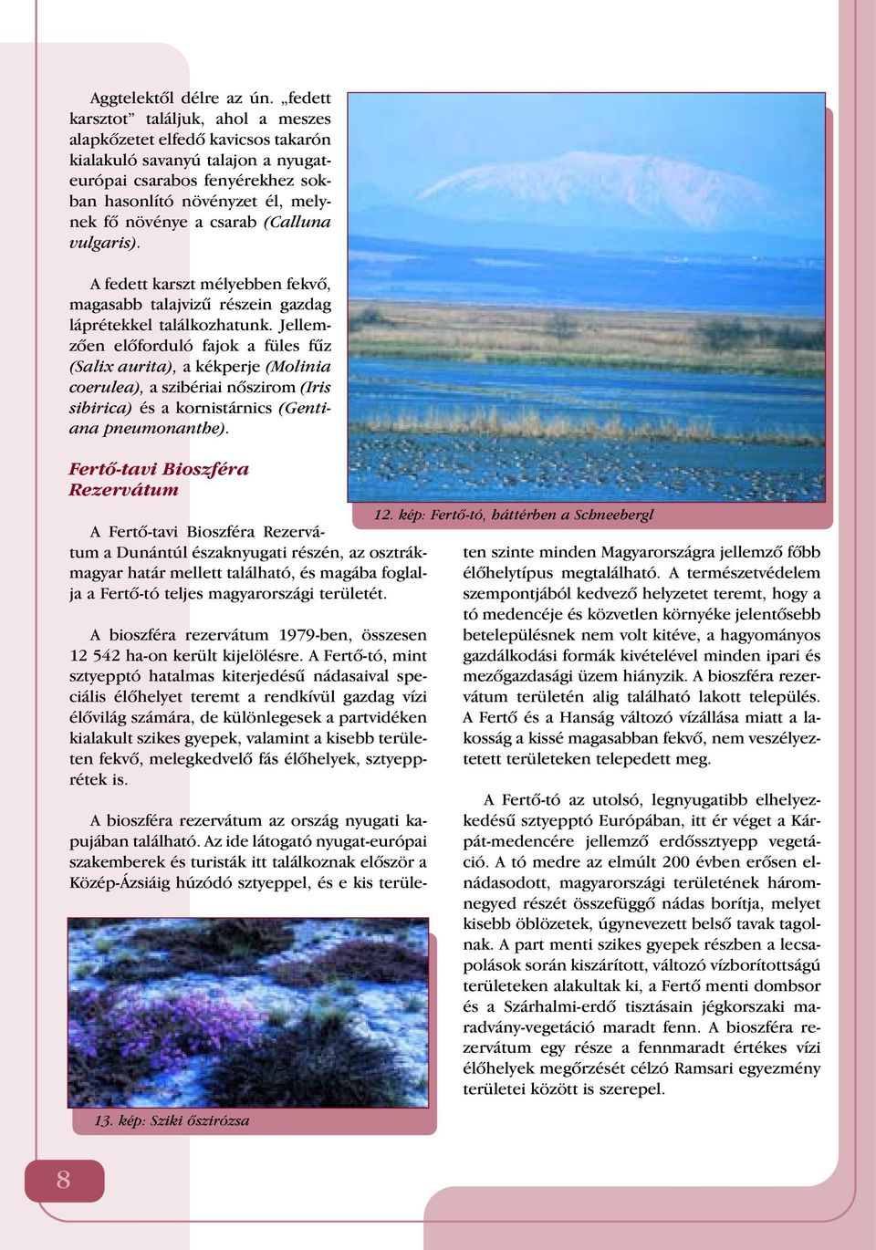 (Calluna vulgaris). A fedett karszt mélyebben fekvô, magasabb talajvizû részein gazdag láprétekkel találkozhatunk.