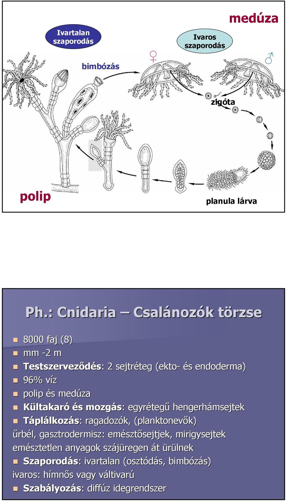 Táplálkozás: : ragadozók, (planktonevők( planktonevők) űrbél, gasztrodermisz: emésztősejtjek,, mirigysejtek emésztetlen