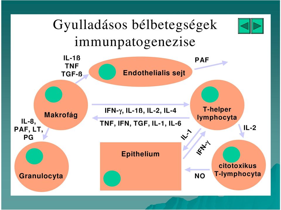 IL-1ß, IL-2, IL-4 TNF, IFN, TGF, IL-1, IL-6 Epithelium IL-1