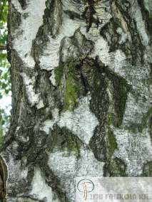 Kéregdísz Betula pendula: