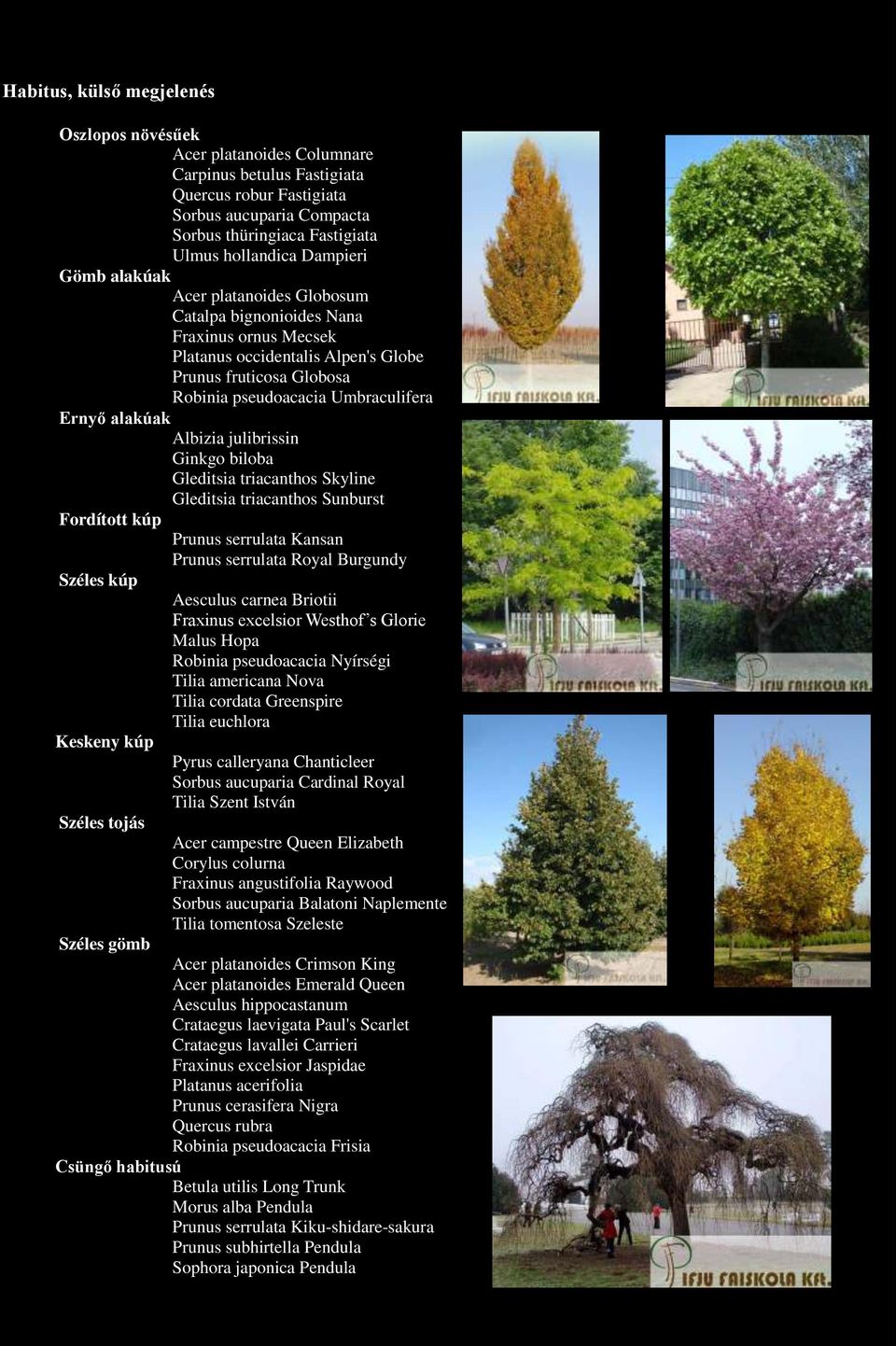 alakúak Albizia julibrissin Ginkgo biloba Fordított kúp Prunus serrulata Kansan Prunus serrulata Royal Burgundy Széles kúp Aesculus carnea Briotii Fraxinus excelsior Westhof s Glorie Malus Hopa Tilia