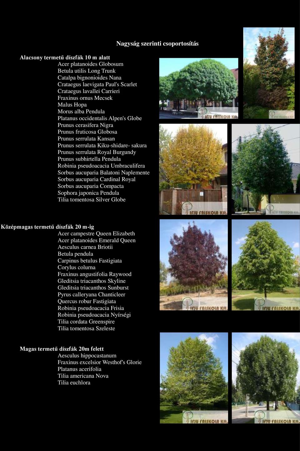 Umbraculifera Sorbus aucuparia Balatoni Naplemente Sorbus aucuparia Cardinal Royal Sorbus aucuparia Compacta Sophora japonica Pendula Tilia tomentosa Silver Globe Nagyság szerinti csoportosítás
