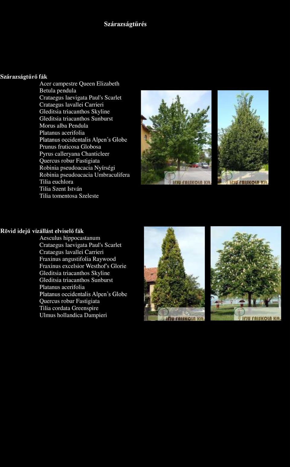Umbraculifera Tilia Szent István Rövid idejű vízállást elvisel fák Aesculus hippocastanum Fraxinus angustifolia