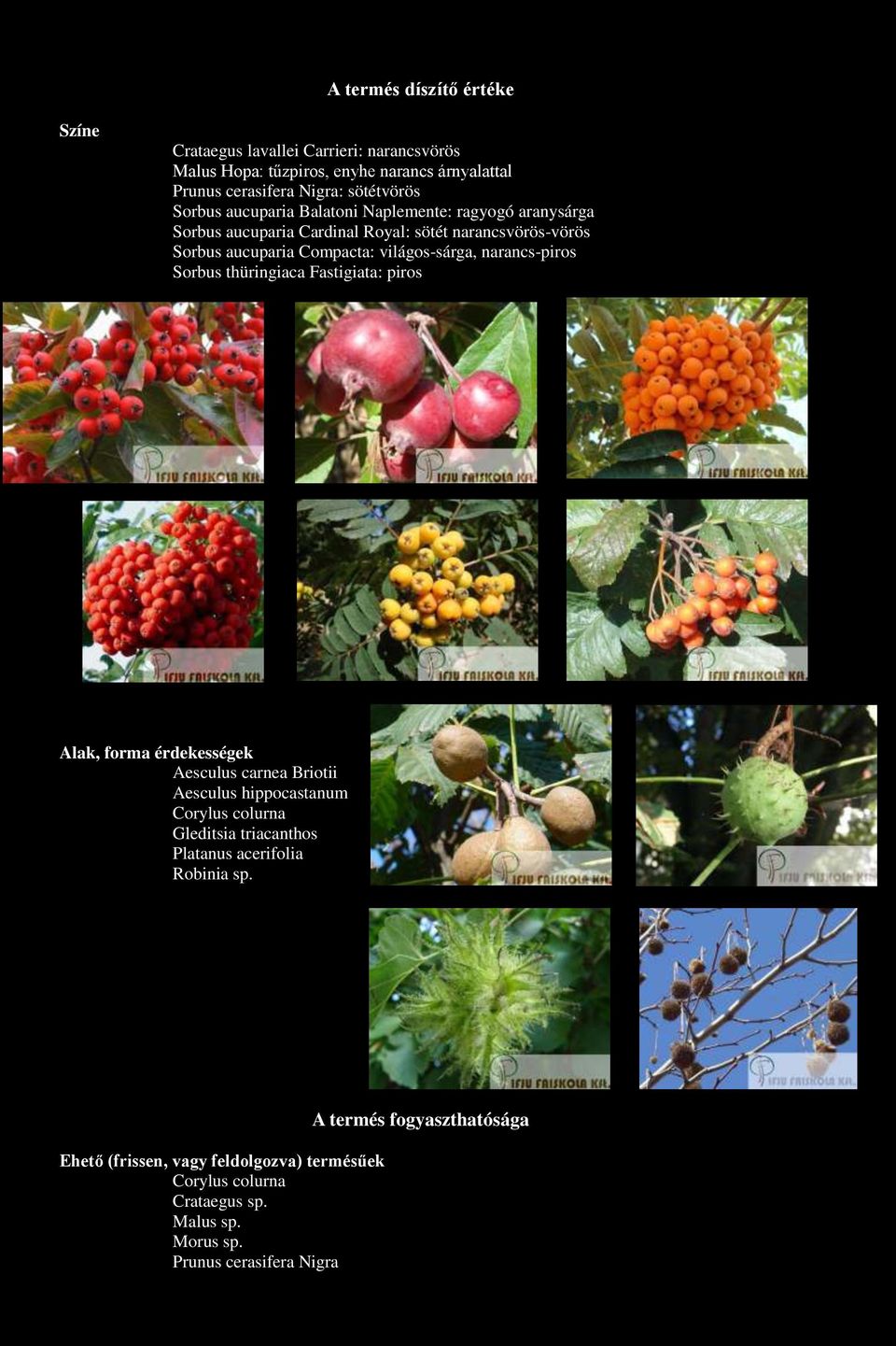 világos-sárga, narancs-piros Sorbus thüringiaca Fastigiata: piros Alak, forma érdekességek Aesculus carnea Briotii Aesculus hippocastanum