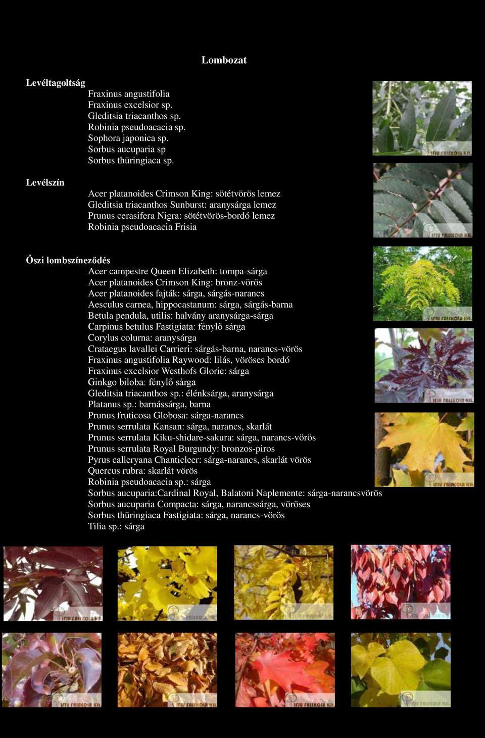 platanoides Crimson King: bronz-vörös Acer platanoides fajták: sárga, sárgás-narancs Aesculus carnea, hippocastanum: sárga, sárgás-barna Betula pendula, utilis: halvány aranysárga-sárga Carpinus
