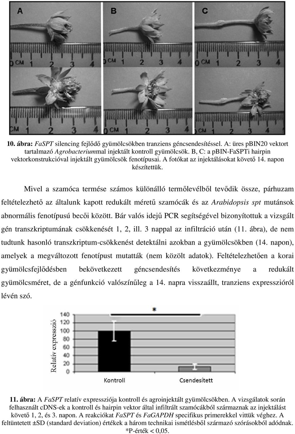 Mivel a szamóca termése számos különálló termőlevélből tevődik össze, párhuzam feltételezhető az általunk kapott redukált méretű szamócák és az Arabidopsis spt mutánsok abnormális fenotípusú becői