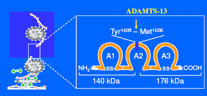 ADAMTS-13 aktivitás meghatározása kollagén-kötési assay-el (ELISA) TTP Tumor asszociált TTP HUS Minta típusa ITP / Evans / HELLP szindróma Minták száma ADAMTS-13 aktivitás <