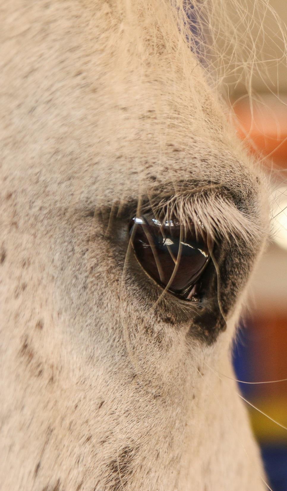 használni a HorseDream tréningelveket munkája során és adaptálni azokat saját elképzeléseinek megfelelően.