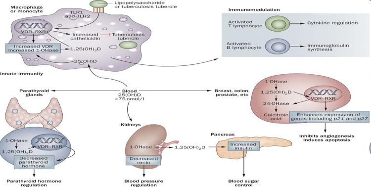 7,8-Dehydrocholesterol pre-vitamin D 3 Aktív D Vitamin =