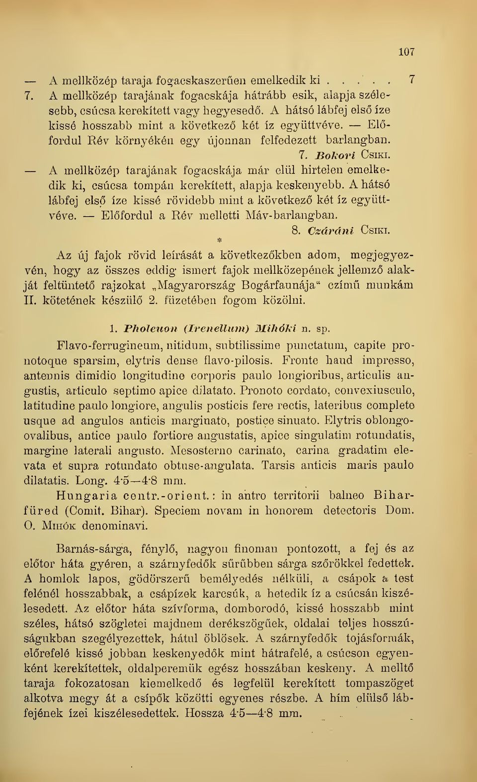 A mellközép tarajának fogacskája már elül hirtelen emelkedik ki, csúcsa tompán kerekített, alapja keskenyebb. A hátsó lábfej els íze kissé rövidebb mint a következ két íz együttvéve.