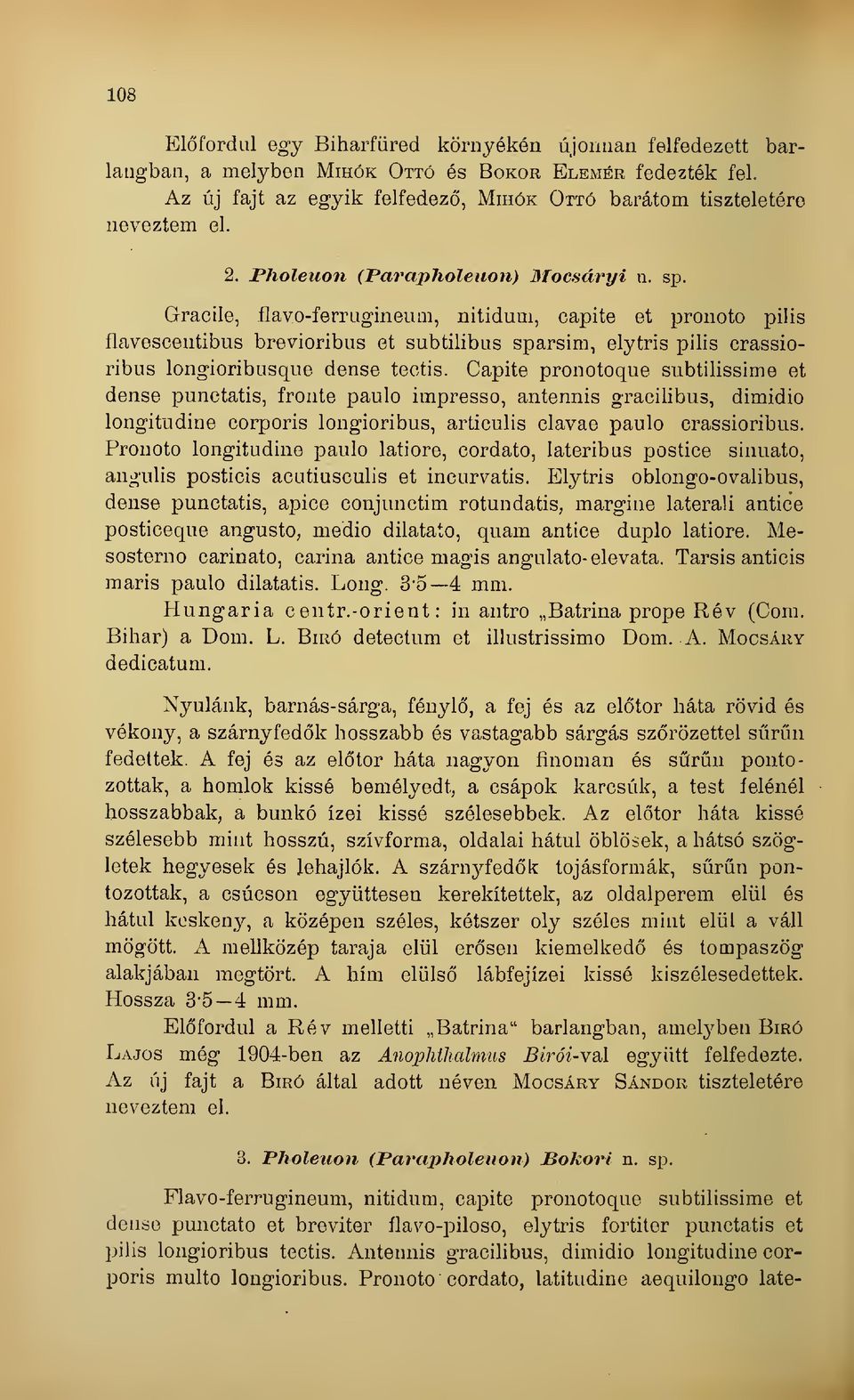 Gracile, flavo-ferruginenm, nitidum, capite et pronoto pilis flavescentibus brevioribus et subtilibus sparsim, elytris pilis crassioribus longioribusque dense teotis.