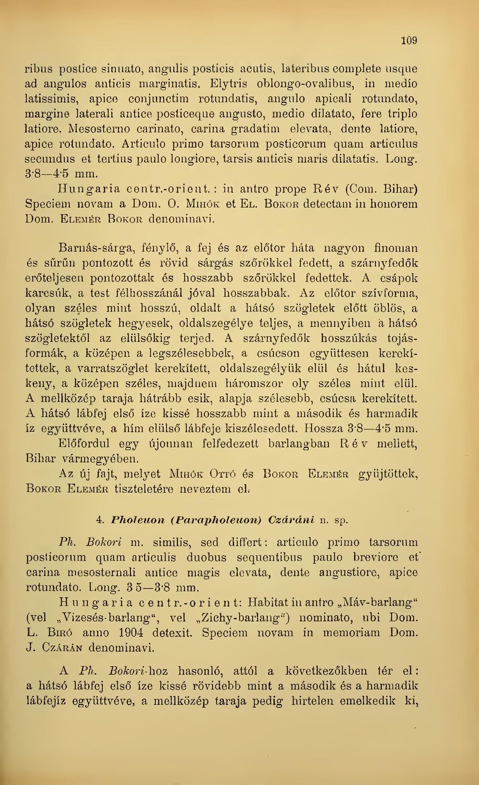 Mesosterno carinato, carina gradatim elevata, dente latiore, apice rotundato. Articulo primo tarsorum posticorum quam articulus secundus et tertius paulo longiore, tarsis anticis maris dilatatis.