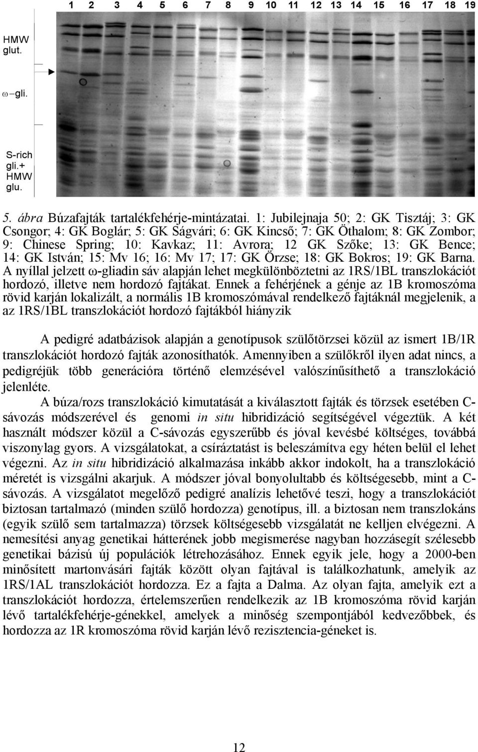István; 15: Mv 16; 16: Mv 17; 17: GK Örzse; 18: GK Bokros; 19: GK Barna. A nyíllal jelzett ω-gliadin sáv alapján lehet megkülönböztetni az 1RS/1BL transzlokációt hordozó, illetve nem hordozó fajtákat.