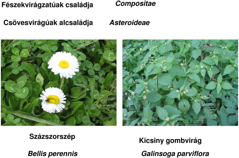 Compositae Asteroideae Százszorszép