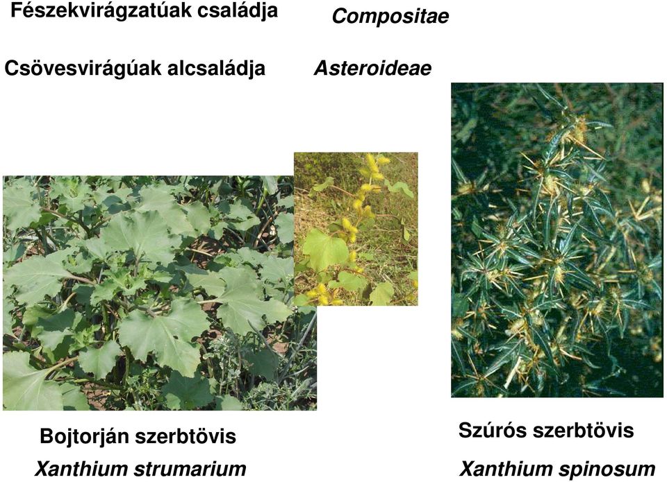 Asteroideae Bojtorján szerbtövis