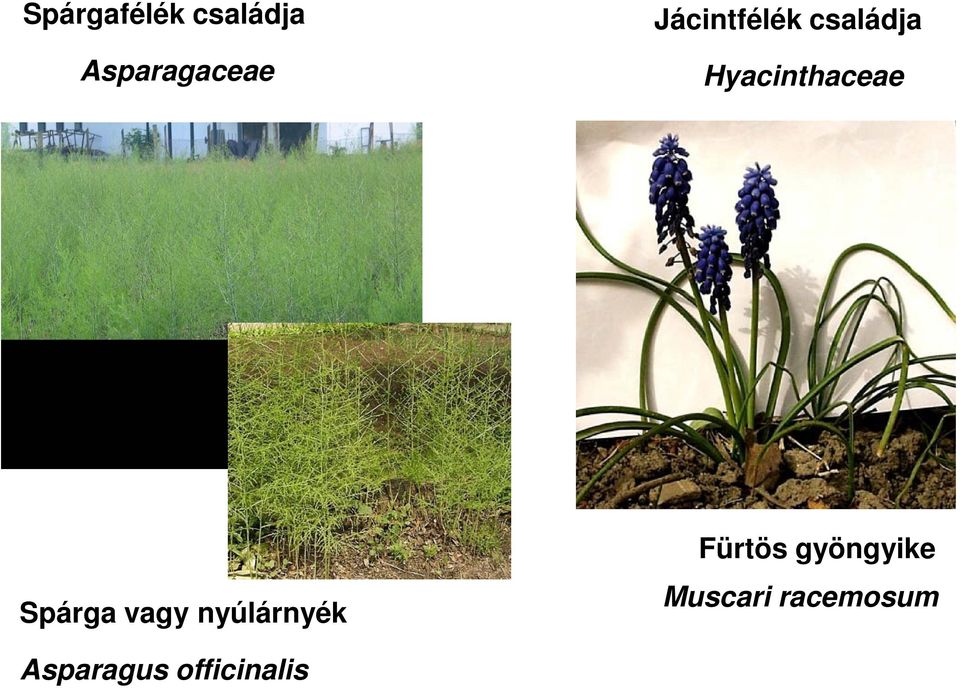 Spárga vagy nyúlárnyék Fürtös