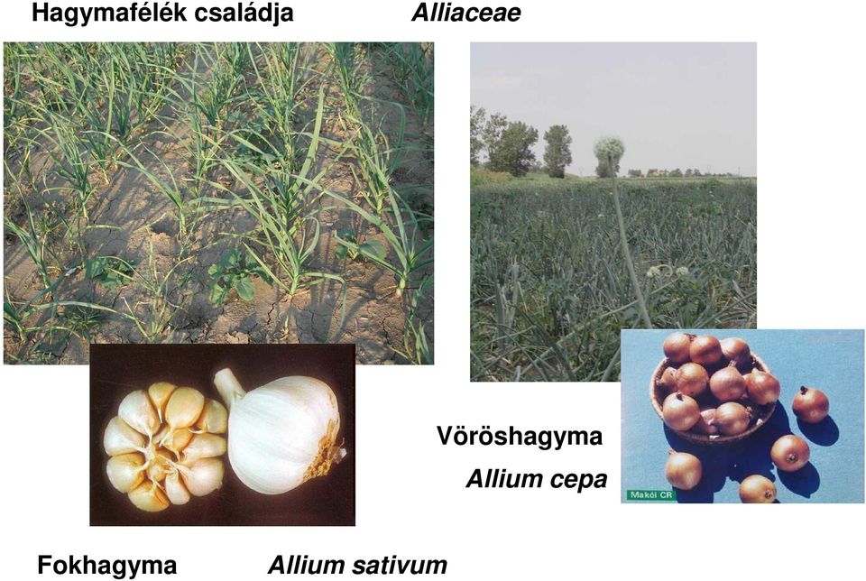 Vöröshagyma Allium