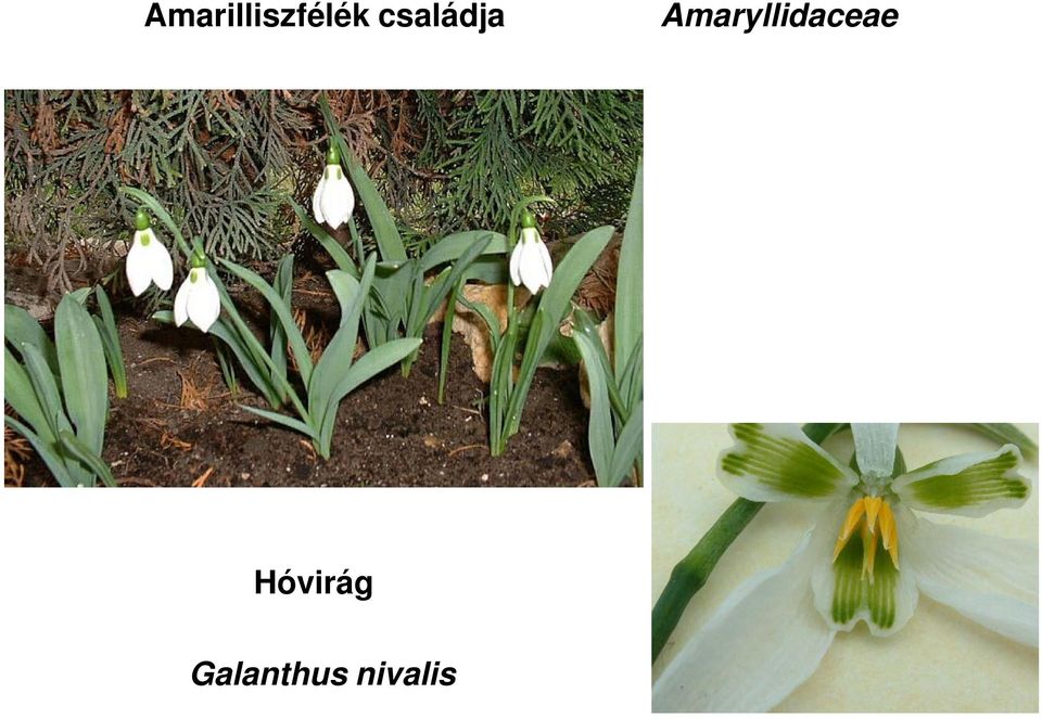 Amaryllidaceae