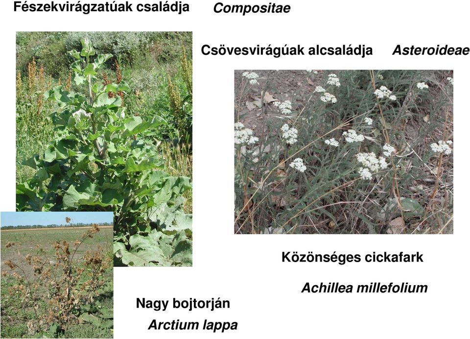 Asteroideae Közönséges cickafark