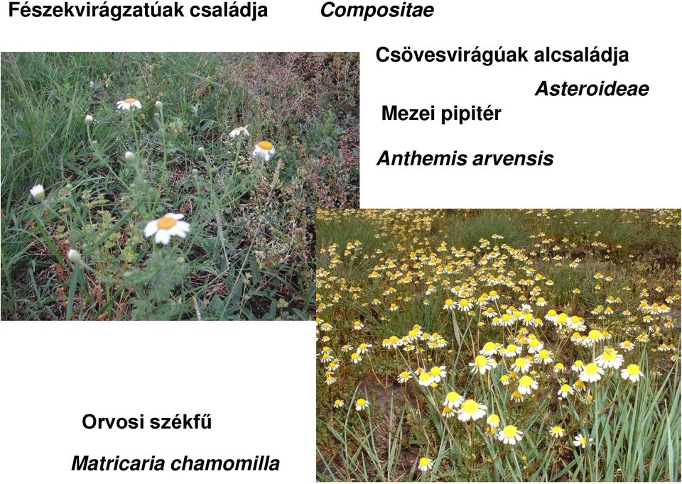 alcsaládja Asteroideae Mezei