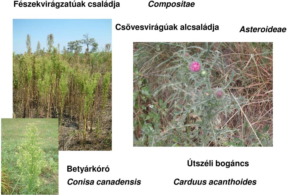 alcsaládja Asteroideae Betyárkóró