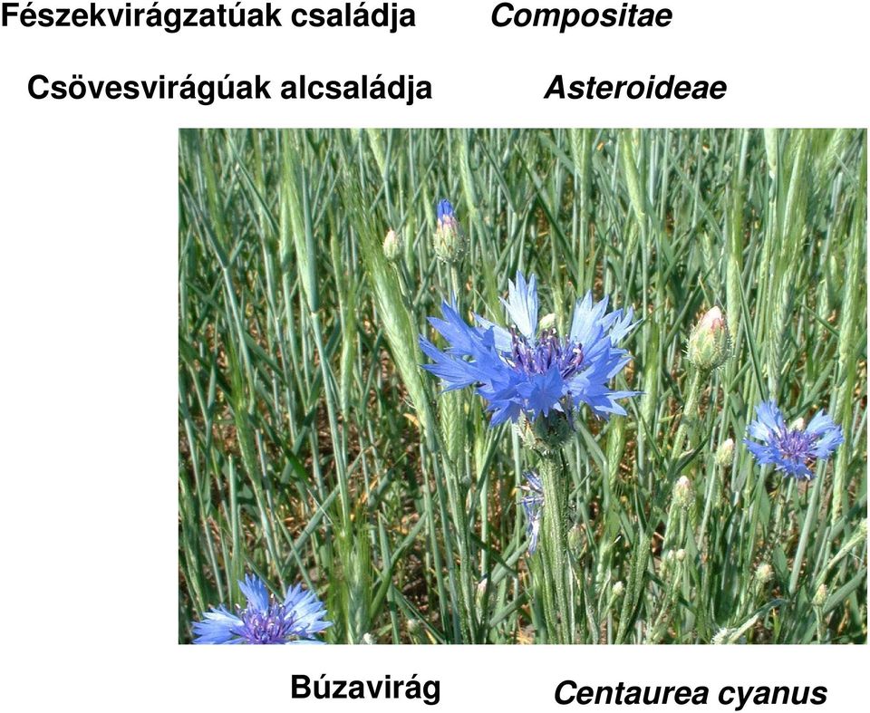 alcsaládja Compositae