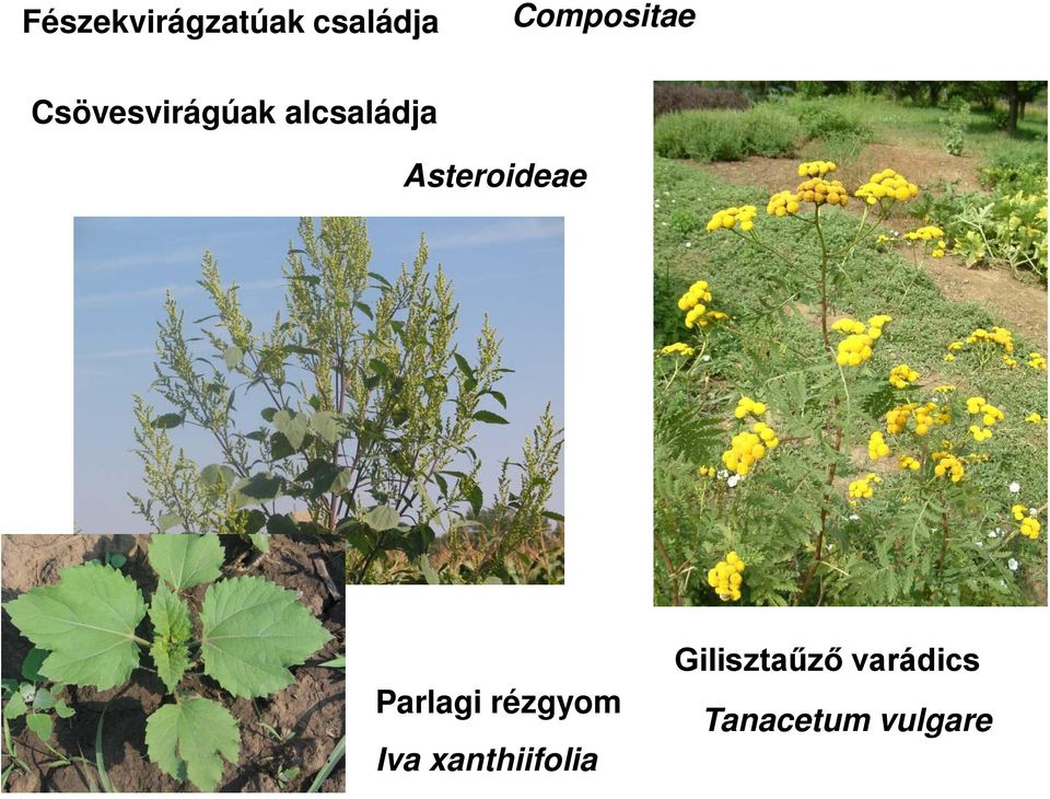 Asteroideae Parlagi rézgyom Iva