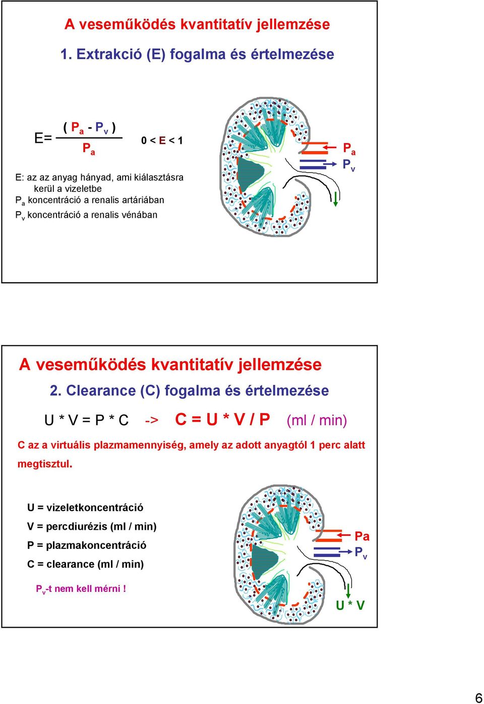 renalis artáriában P v koncentráció a renalis vénában P a P v A veseműködés kvantitatív jellemzése 2.