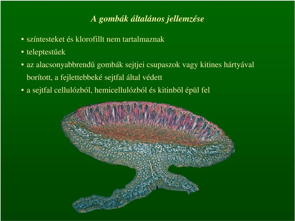 csupaszok vagy kitines hártyával borított, a fejlettebbeké