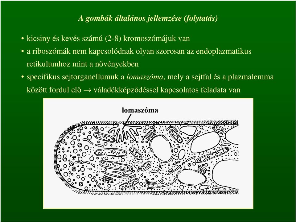 endoplazmatikus retikulumhoz mint a növényekben specifikus sejtorganellumuk a