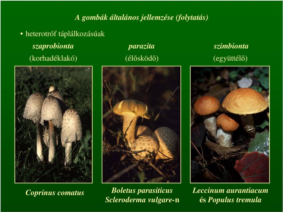 (korhadéklakó) (élősködő) (együttélő) Coprinus comatus