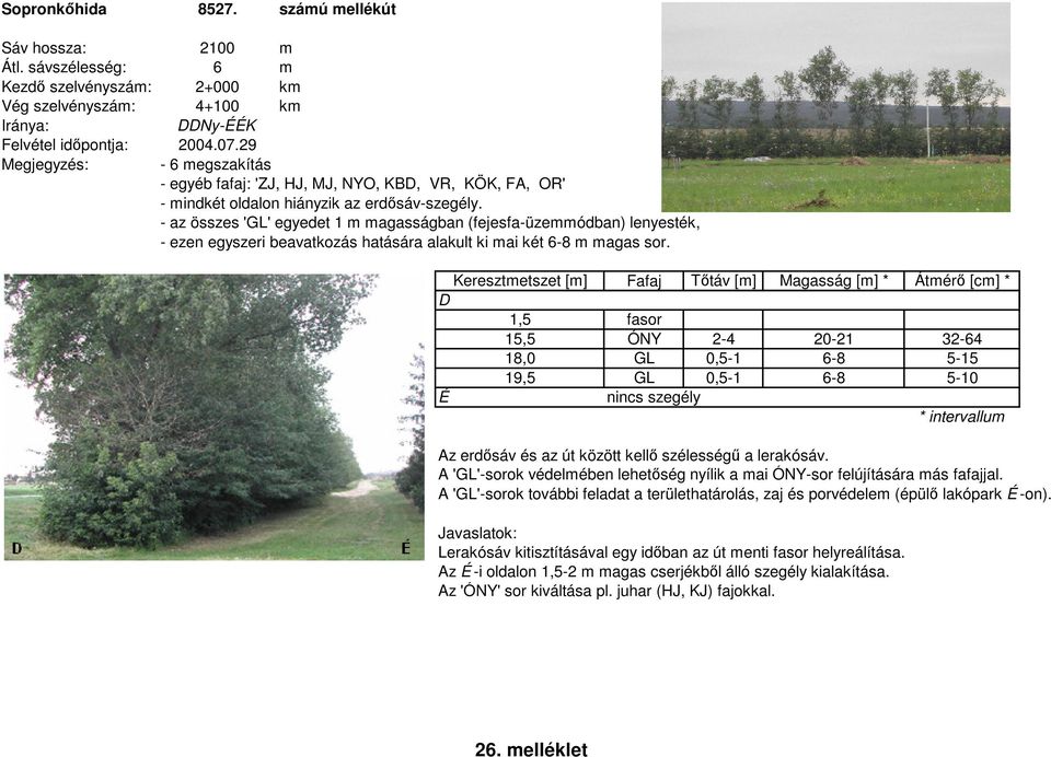 - az összes 'GL' egyedet 1 m magasságban (fejesfa-üzemmódban) lenyesték, - ezen egyszeri beavatkozás hatására alakult ki mai két 6-8 m magas sor.