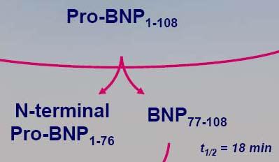 BNP vagy NT-proBNP NT-proBNP BNP FDA - 2002 120 perces féléletidő 6-10 x magasabb szint Jobb diastolés HF-ben Nesititide
