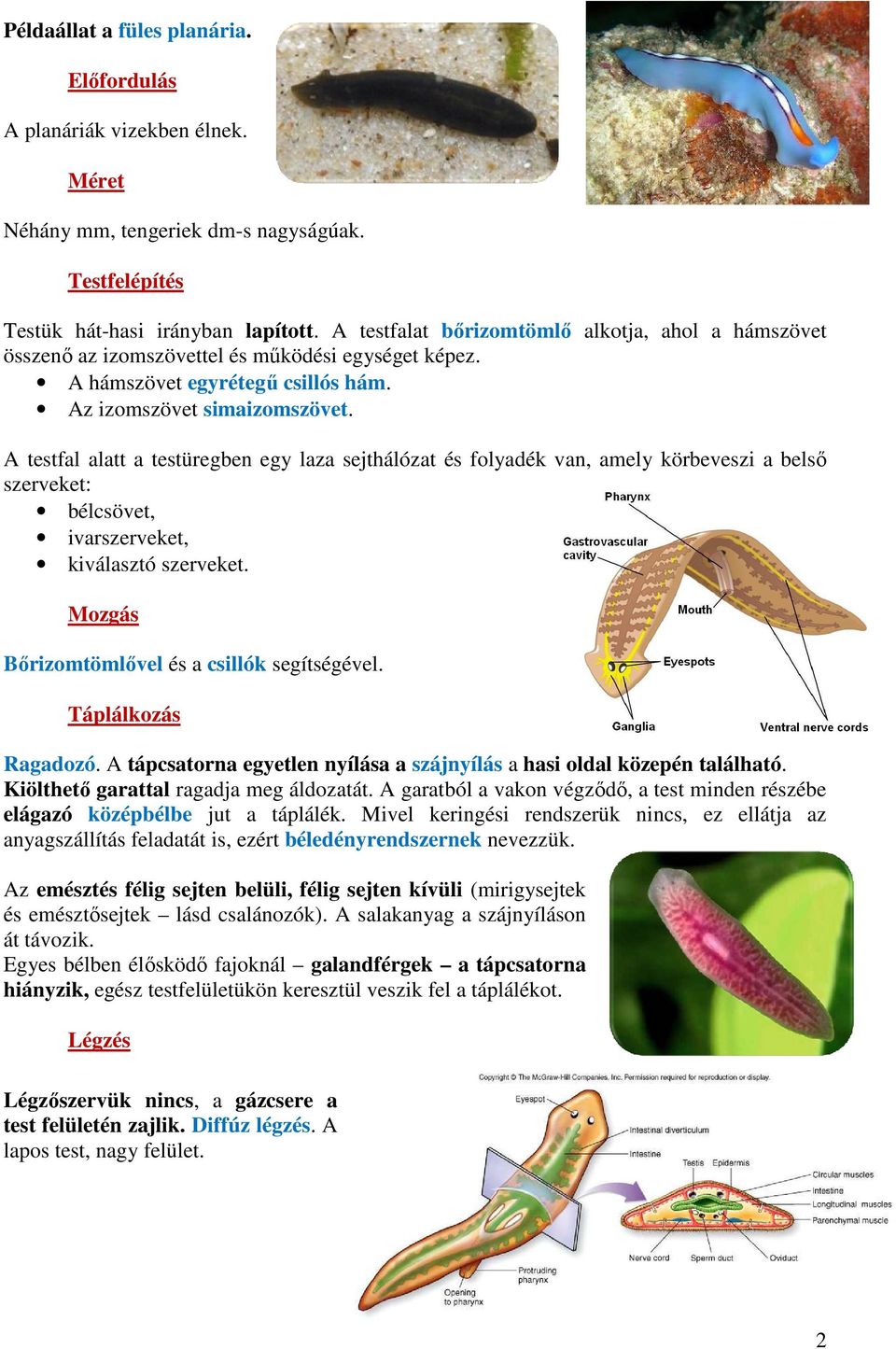 A testfal alatt a testüregben egy laza sejthálózat és folyadék van, amely körbeveszi a belső szerveket: bélcsövet, ivarszerveket, kiválasztó szerveket.