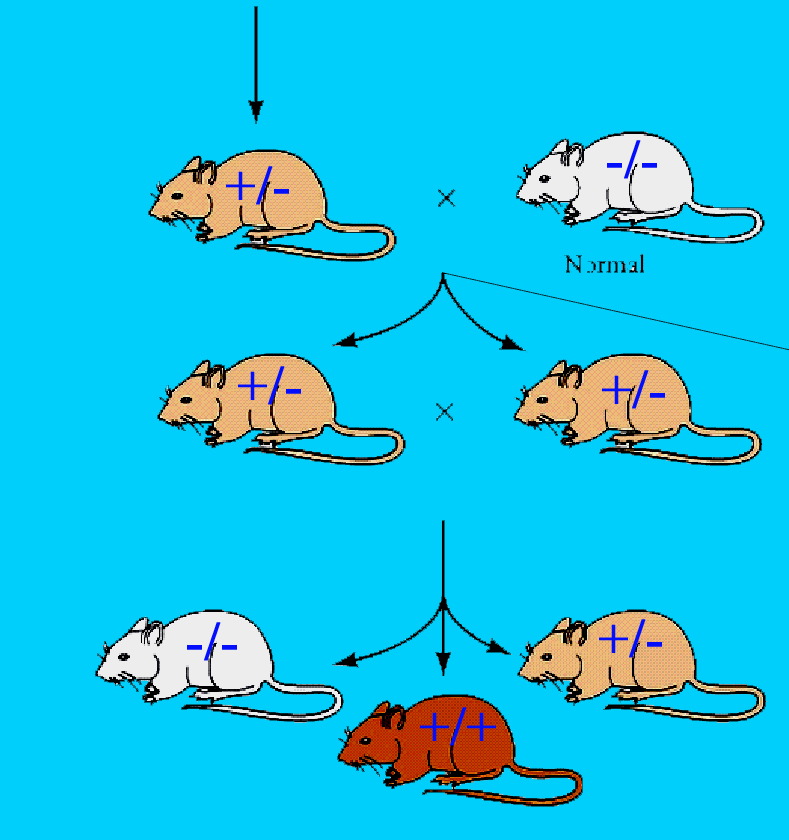 Transzgenikus egerek előállítása és felhasználásuk. Erdélyi Ferenc MTA KOKI  Orvosi Géntechnológiai Részleg - PDF Free Download