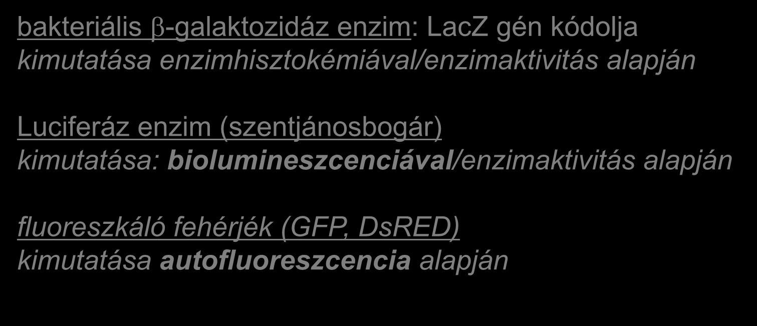 Riporterfehérjék bakteriális -galaktozidáz enzim: LacZ gén kódolja kimutatása enzimhisztokémiával/enzimaktivitás alapján Luciferáz enzim (szentjánosbogár) kimutatása: