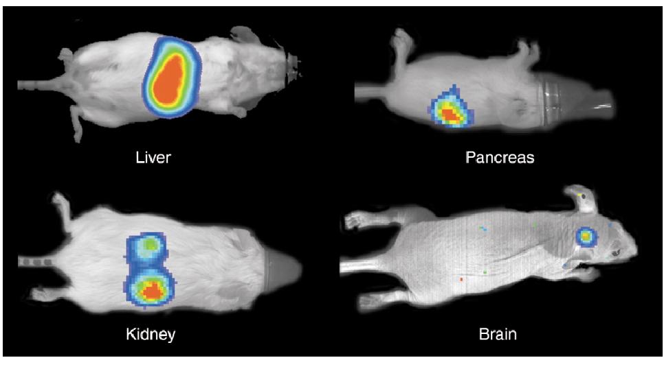 modellben könnyű valós in vivo detektálás ugyanazon