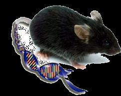 Az inos gén transzkripciós aktivitásának in vivo egész állatban történő valós detektálása inos luciferáz IFN +slps kontrol IFNg+sLPS 30000 25000 20000 15000