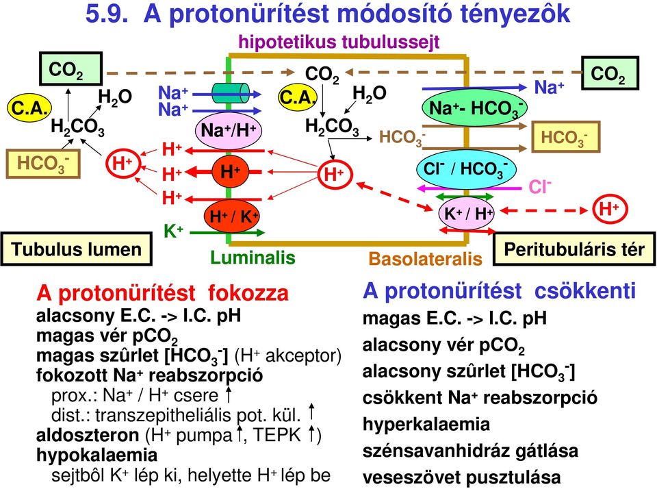 aldoszteron (H pumpa, TEPK ) hypokalaemia sejtbôl K lép ki, helyette H lép be Basolateralis Peritubuláris tér A protonürítést csökkenti magas E.C.