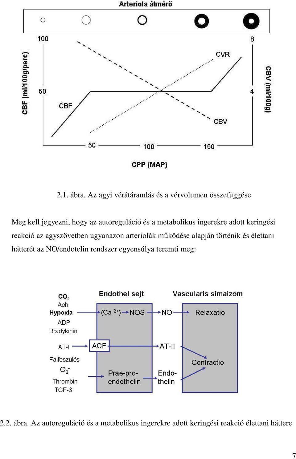 metabolikus ingerekre adott keringési reakció az agyszövetben ugyanazon arteriolák működése