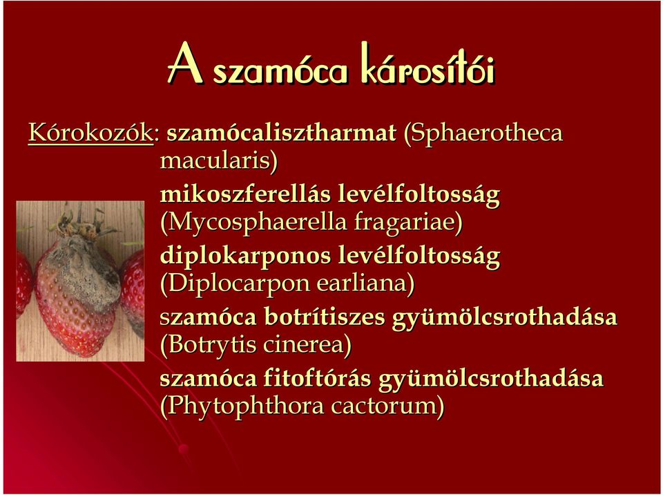 levélfoltosság (Diplocarpon earliana) szamóca botrítiszes gyümölcsrothadása