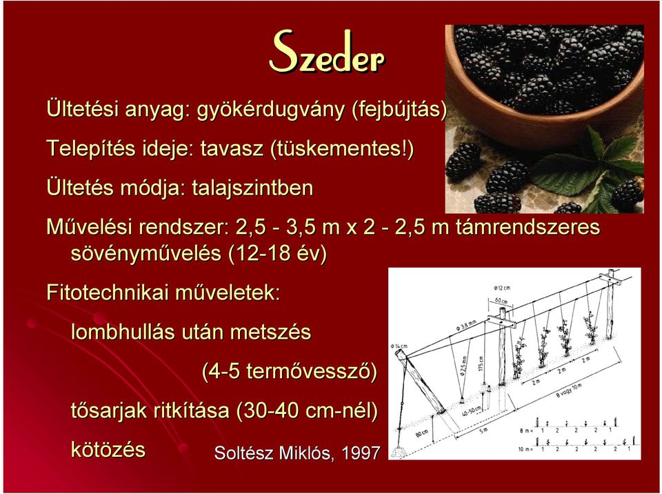 ) Ültetés módja: talajszintben Művelési rendszer: 2,5-3,5 m x 2-2,5 m támrendszeres