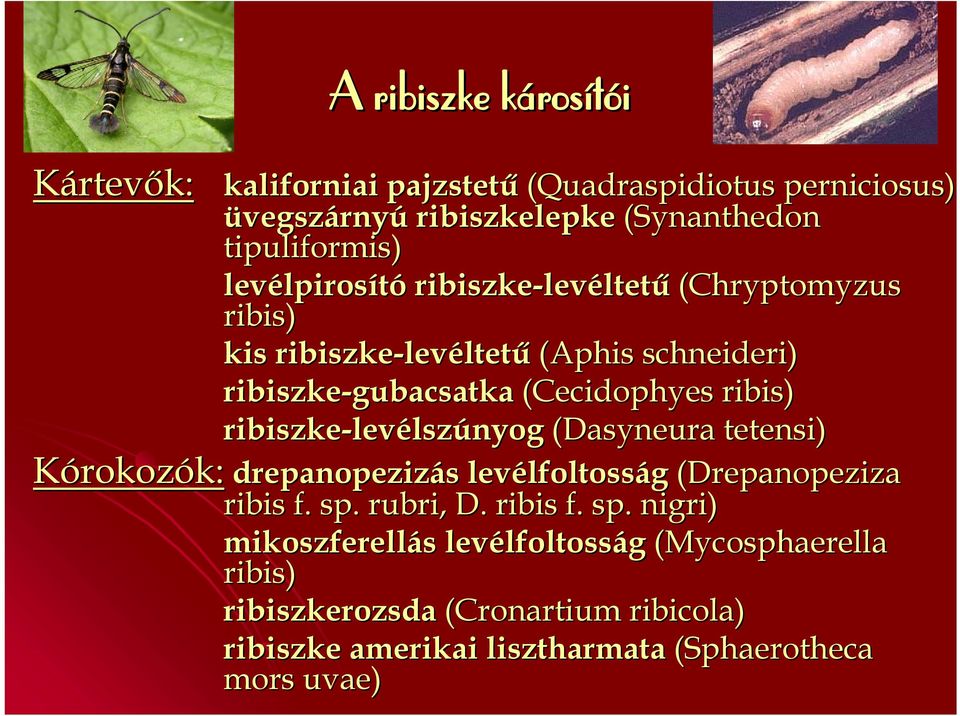 ribiszke-levélszúnyog (Dasyneura tetensi) Kórokozók: drepanopezizás levélfoltosság (Drepanopeziza ribis f. sp.