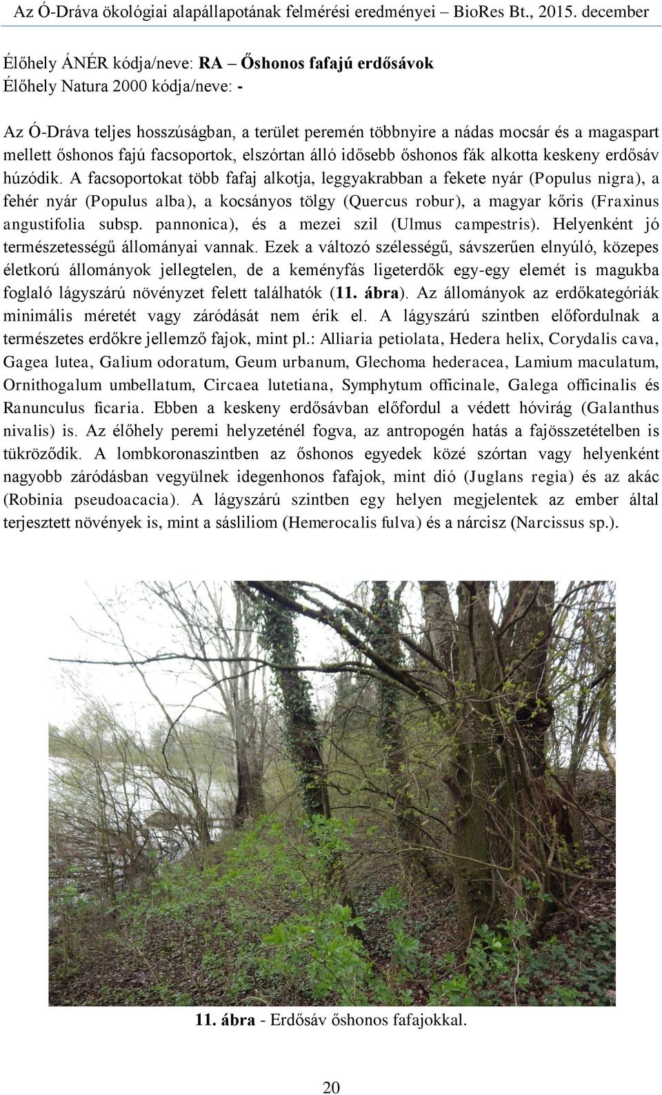 A facsoportokat több fafaj alkotja, leggyakrabban a fekete nyár (Populus nigra), a fehér nyár (Populus alba), a kocsányos tölgy (Quercus robur), a magyar kőris (Fraxinus angustifolia subsp.