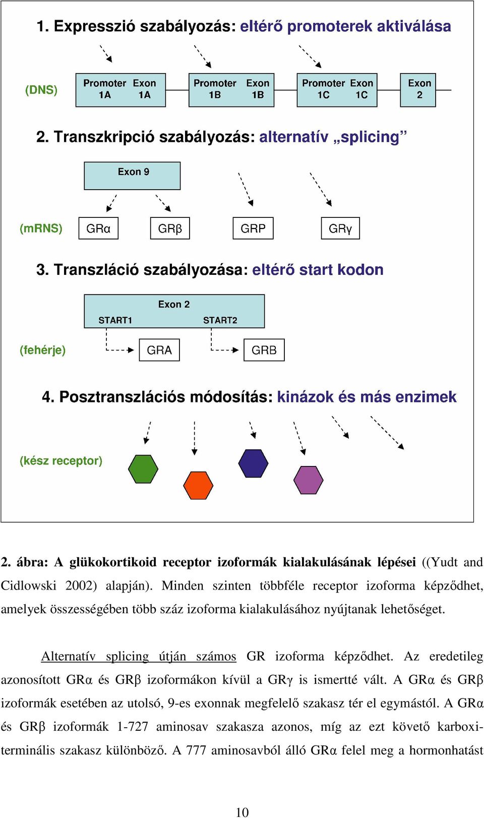 Alternatív splicing útján számos GR izoforma képzıdhet. Az eredetileg azonosított GRα és GRβ izoformákon kívül a GRγ is ismertté vált.